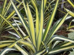 Palmlilie 'Color Guard' -Günstiges Garten Zart Geschäft palmlilie color guard m012352 w 1