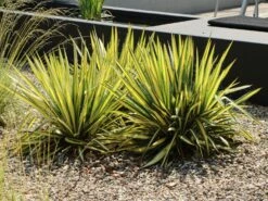 Palmlilie 'Color Guard' -Günstiges Garten Zart Geschäft palmlilie color guard m012352 w 3