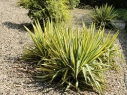 Palmlilie 'Color Guard' -Günstiges Garten Zart Geschäft palmlilie color guard m012352 w 4