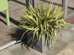 Palmlilie 'Color Guard' -Günstiges Garten Zart Geschäft palmlilie color guard m012352 w 5