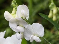 Platterbse 'Weiße Perle' -Günstiges Garten Zart Geschäft platterbse weisse perle m059353 w 2