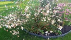 Prachtkerze -Günstiges Garten Zart Geschäft prachtkerze m012383 997396 0