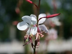 Prachtkerze -Günstiges Garten Zart Geschäft prachtkerze m012383 w 0