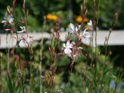 Prachtkerze -Günstiges Garten Zart Geschäft prachtkerze m012383 w 1