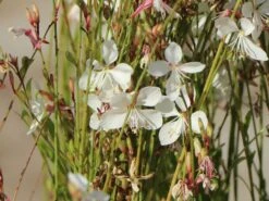 Prachtkerze -Günstiges Garten Zart Geschäft prachtkerze m012383 w 3