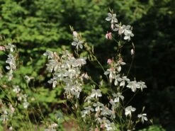 Prachtkerze -Günstiges Garten Zart Geschäft prachtkerze m012383 w 5