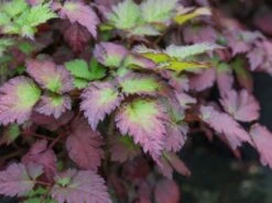 Prachtspiere 'Colour Flash' 20 Prachtspiere 'Colour Flash' -Günstiges Garten Zart Geschäft prachtspiere colour flash m102191 w 0 1