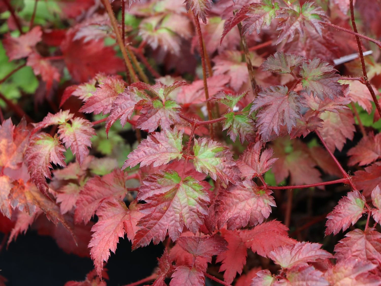 Prachtspiere 'Colour Flash' 5 Prachtspiere 'Colour Flash' – Bild 3