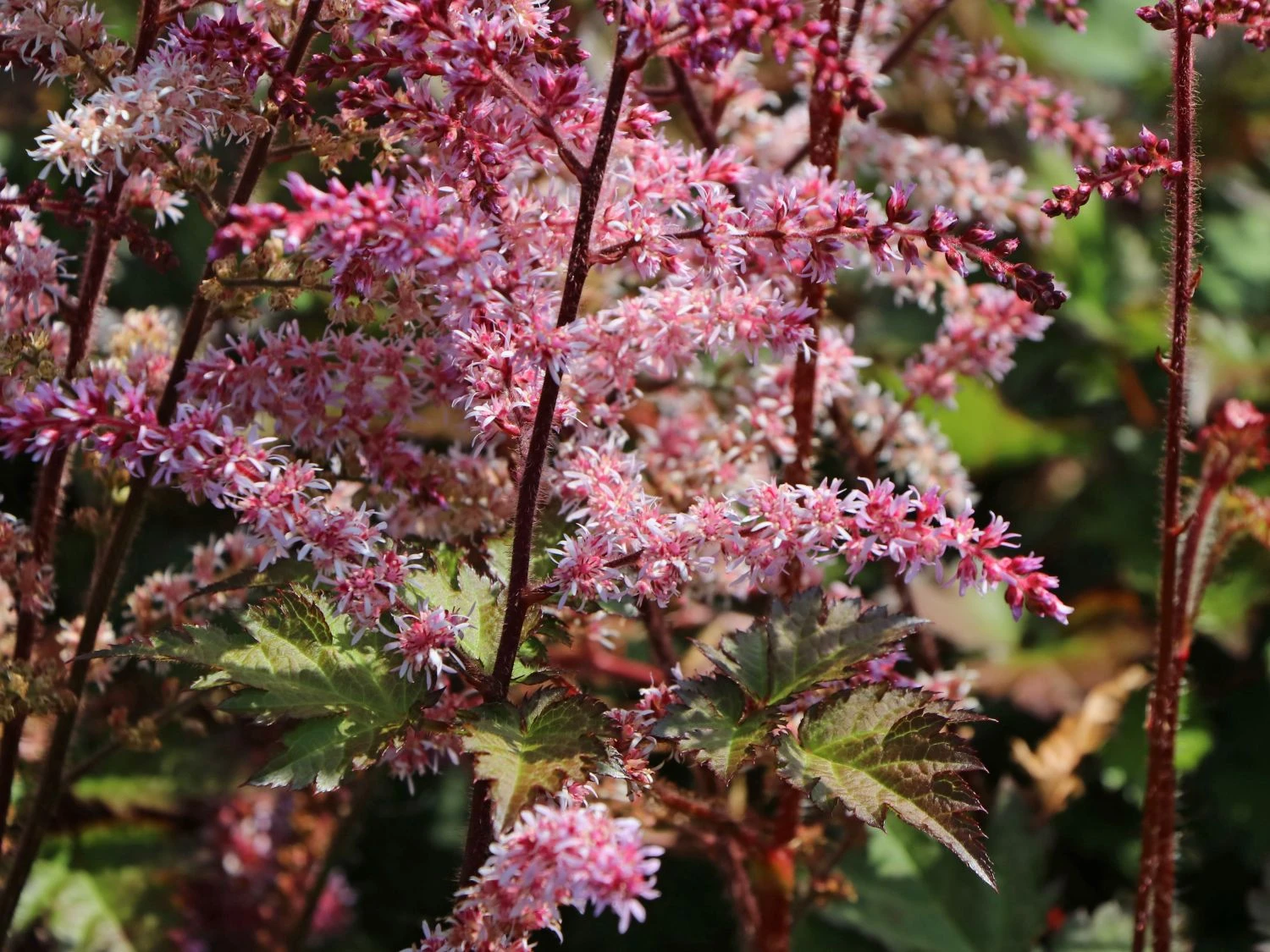 Prachtspiere 'Colour Flash' 12 Prachtspiere 'Colour Flash' – Bild 10