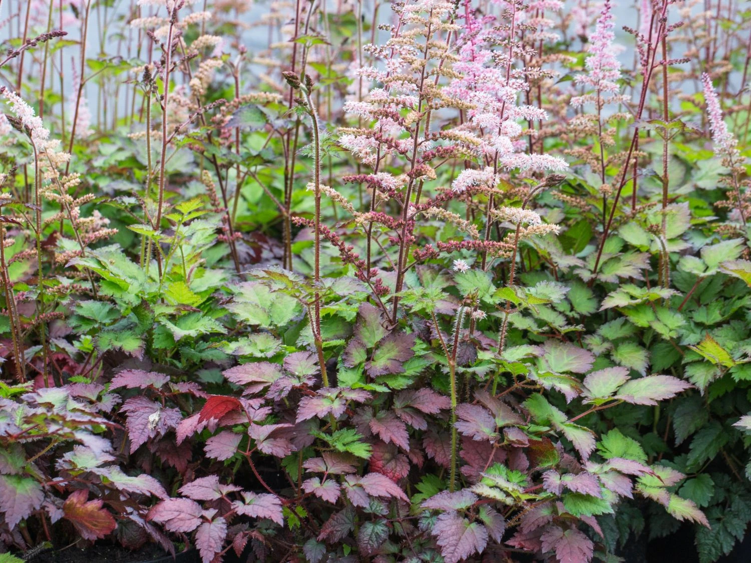 Prachtspiere 'Colour Flash' 7 Prachtspiere 'Colour Flash' – Bild 5