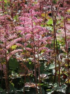 Prachtspiere 'Colour Flash' 16 Prachtspiere 'Colour Flash' -Günstiges Garten Zart Geschäft prachtspiere colour flash m102191 w 3