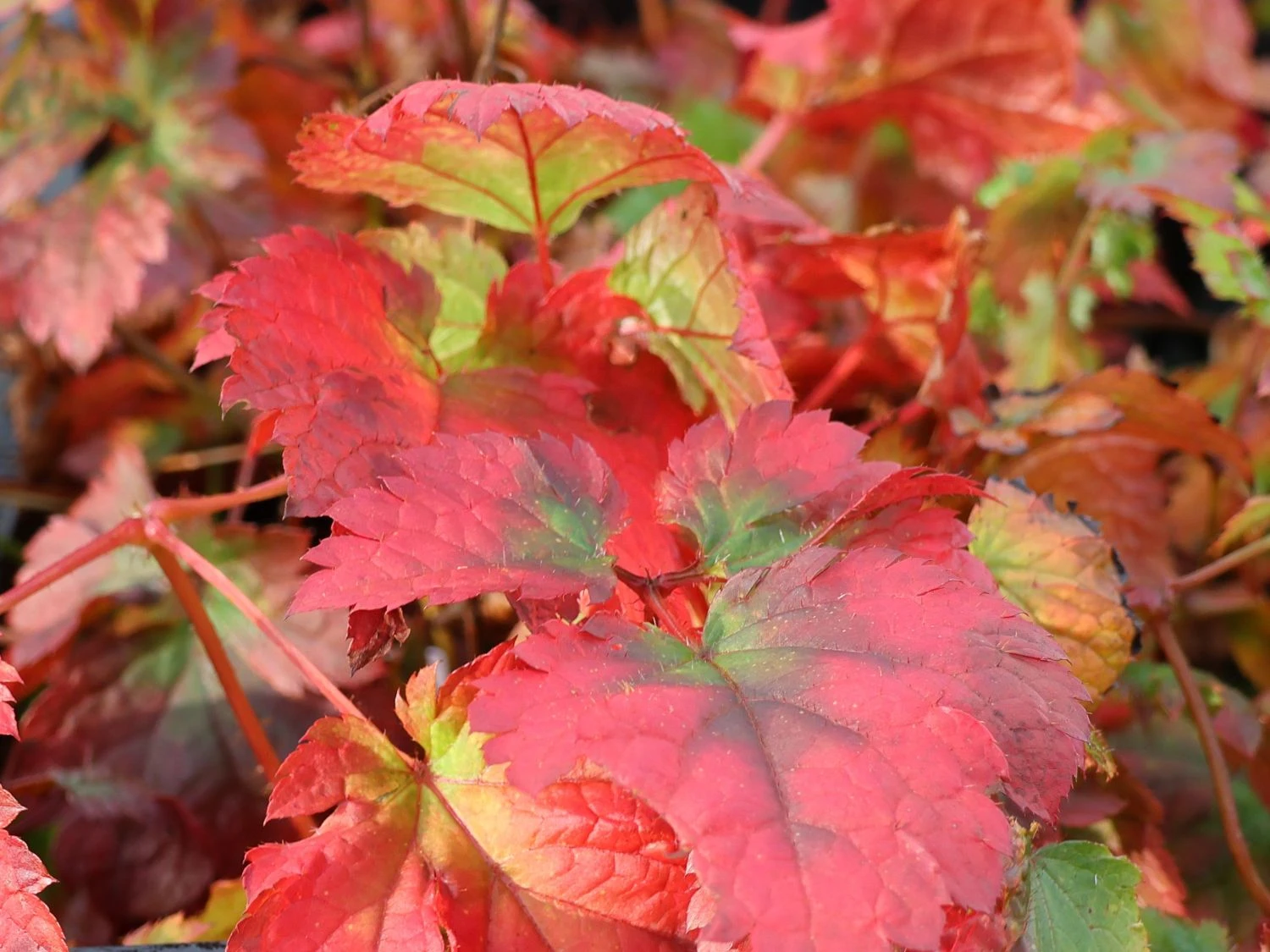 Prachtspiere 'Colour Flash' 8 Prachtspiere 'Colour Flash' – Bild 6