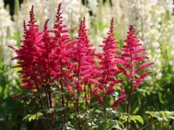 Prachtspiere 'Younique Carmine' ®