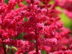 Prachtspiere 'Younique Carmine' ® 7 Prachtspiere 'Younique Carmine' ® -Günstiges Garten Zart Geschäft prachtspiere younique carmine m063602 w 1