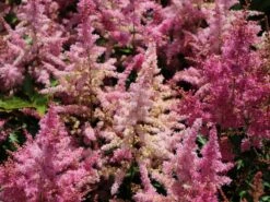 Prachtspiere 'Younique Lilac' ® -Günstiges Garten Zart Geschäft prachtspiere younique lilac m061682 w 0