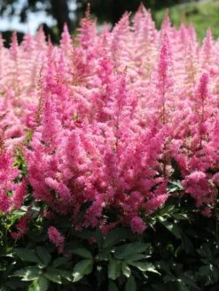 Prachtspiere 'Younique Lilac' ® -Günstiges Garten Zart Geschäft prachtspiere younique lilac m061682 w 1