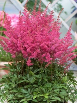 Prachtspiere 'Younique Lilac' ® -Günstiges Garten Zart Geschäft prachtspiere younique lilac m061682 w 3