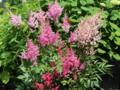 Prachtspiere 'Younique Lilac' ® -Günstiges Garten Zart Geschäft prachtspiere younique lilac m061682 w 4