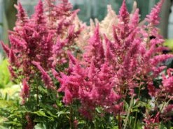 Prachtspiere 'Younique Lilac' ® -Günstiges Garten Zart Geschäft prachtspiere younique lilac m061682 w 5