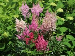 Prachtspiere 'Younique Salmon' 11 Prachtspiere 'Younique Salmon' -Günstiges Garten Zart Geschäft prachtspiere younique salmon m057854 w 1