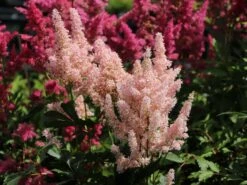 Prachtspiere 'Younique Salmon' 10 Prachtspiere 'Younique Salmon' -Günstiges Garten Zart Geschäft prachtspiere younique salmon m057854 w 2