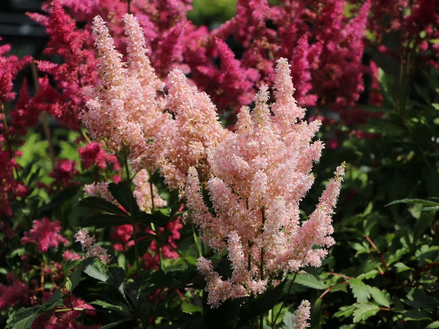 Prachtspiere 'Younique Salmon' 6 Prachtspiere 'Younique Salmon' – Bild 4