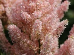 Prachtspiere 'Younique Salmon' 9 Prachtspiere 'Younique Salmon' -Günstiges Garten Zart Geschäft prachtspiere younique salmon m057854 w 3