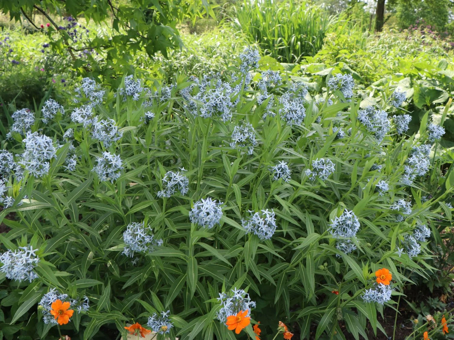 Prachtvoller Röhrenstern 3 Prachtvoller Röhrenstern