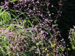 Prächtige Wiesenraute -Günstiges Garten Zart Geschäft praechtige wiesenraute m060620 w 1