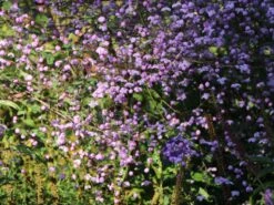 Prächtige Wiesenraute -Günstiges Garten Zart Geschäft praechtige wiesenraute m060620 w 2