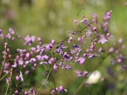 Prächtige Wiesenraute -Günstiges Garten Zart Geschäft praechtige wiesenraute m060620 w 3