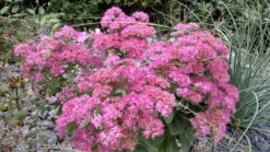 Prächtiges Fettblatt 'Carl' 23 Prächtiges Fettblatt 'Carl' -Günstiges Garten Zart Geschäft praechtiges fettblatt carl m060423 389061 0