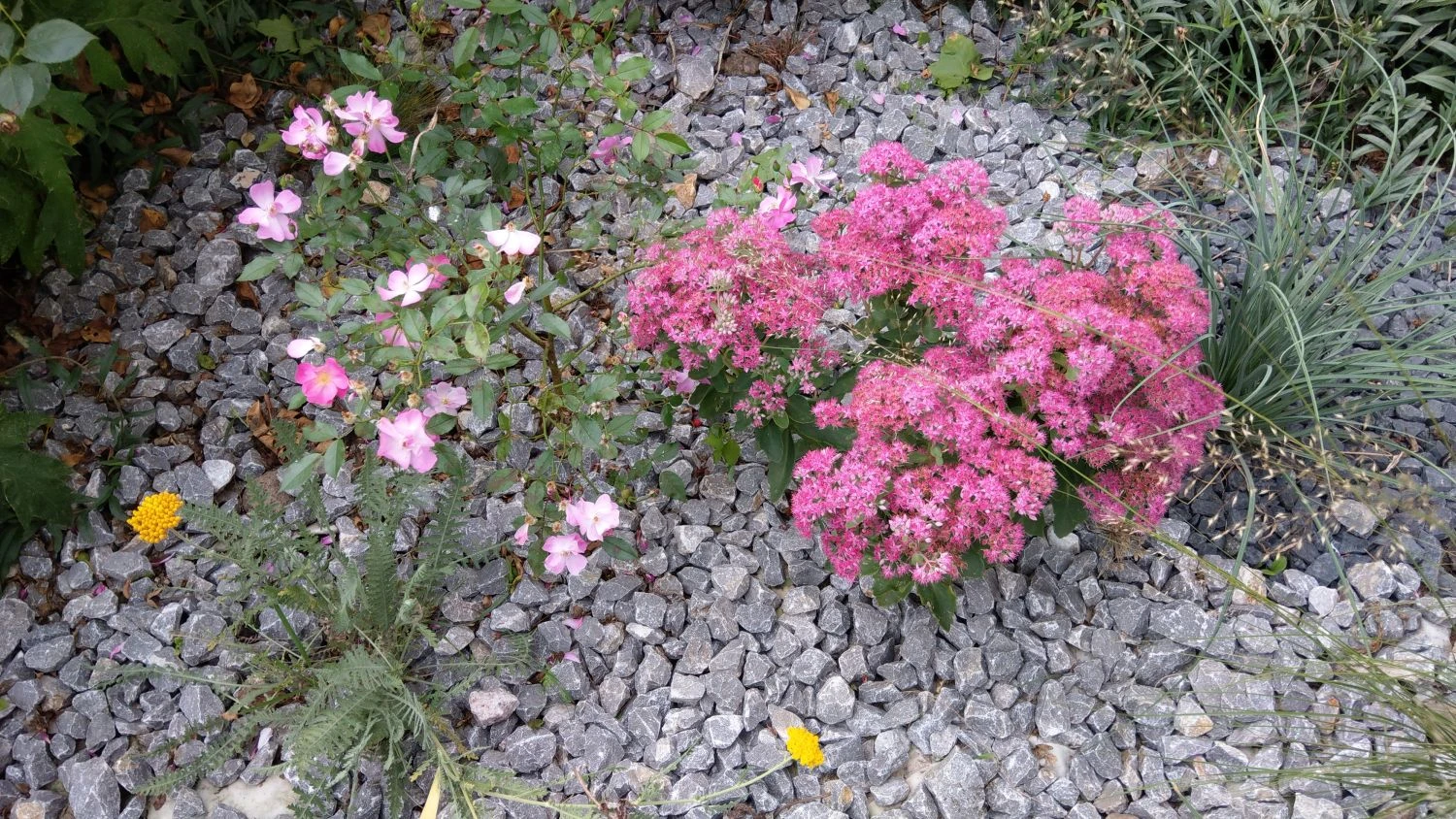 Prächtiges Fettblatt 'Carl' 12 Prächtiges Fettblatt 'Carl' – Bild 10