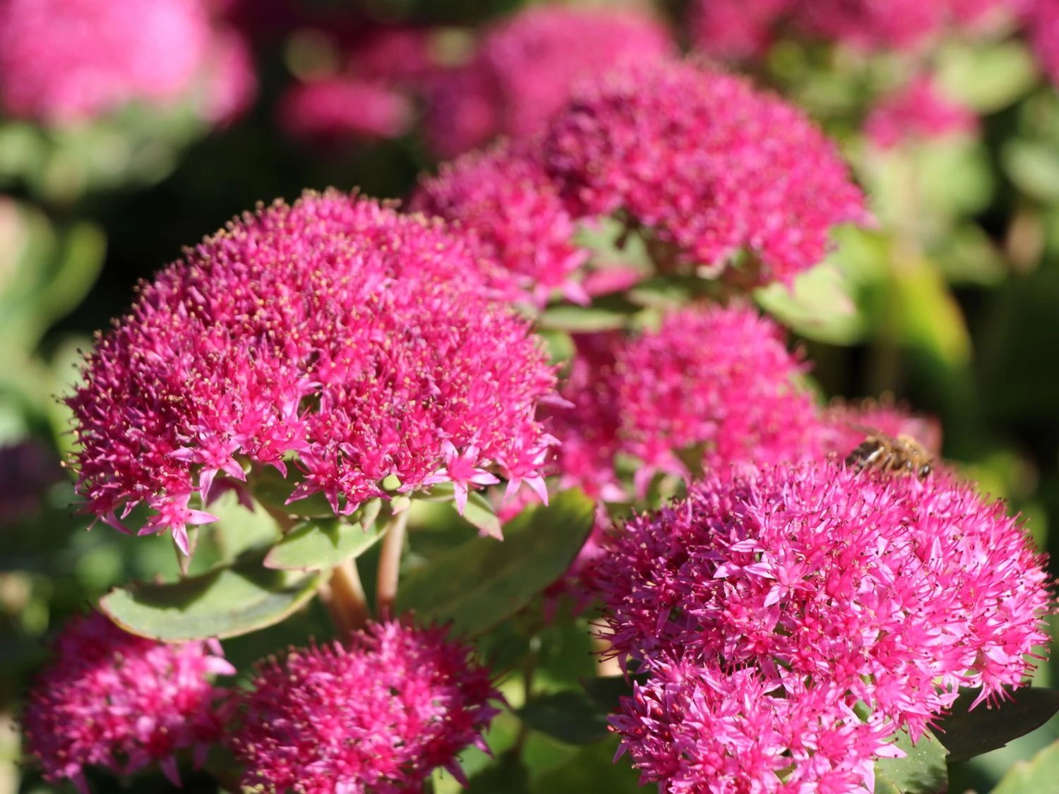 Prächtiges Fettblatt 'Carl' 3 Prächtiges Fettblatt 'Carl'