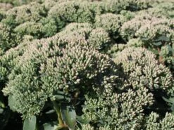 Prächtiges Fettblatt 'Carl' 15 Prächtiges Fettblatt 'Carl' -Günstiges Garten Zart Geschäft praechtiges fettblatt carl m060423 w 0