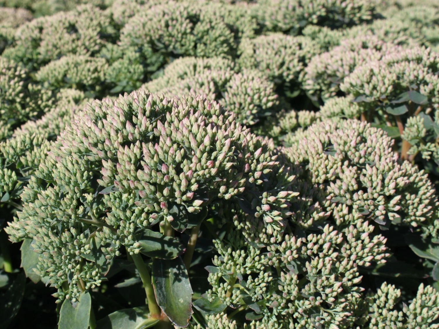 Prächtiges Fettblatt 'Carl' 5 Prächtiges Fettblatt 'Carl' – Bild 3