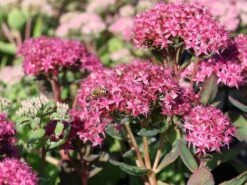 Prächtiges Fettblatt 'Carl' 14 Prächtiges Fettblatt 'Carl' -Günstiges Garten Zart Geschäft praechtiges fettblatt carl m060423 w 1