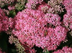 Prächtiges Fettblatt 'Carl' 16 Prächtiges Fettblatt 'Carl' -Günstiges Garten Zart Geschäft praechtiges fettblatt carl m060423 w 3