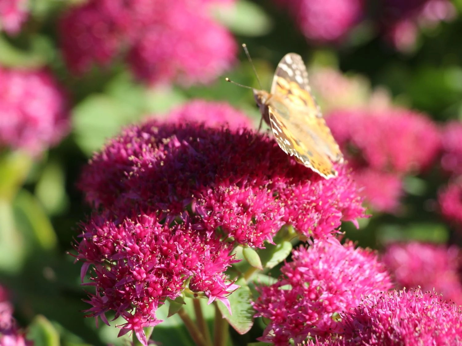 Prächtiges Fettblatt 'Carl' 7 Prächtiges Fettblatt 'Carl' – Bild 5