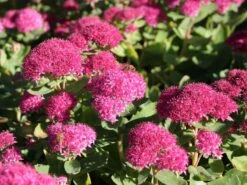 Prächtiges Fettblatt 'Carl' 18 Prächtiges Fettblatt 'Carl' -Günstiges Garten Zart Geschäft praechtiges fettblatt carl m060423 w 5