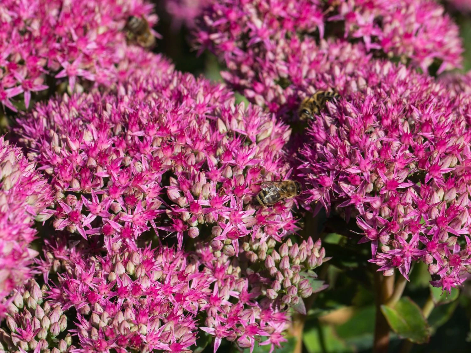 Prächtiges Fettblatt 'Carl' 10 Prächtiges Fettblatt 'Carl' – Bild 8