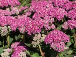 Prächtiges Fettblatt 'Carl' 21 Prächtiges Fettblatt 'Carl' -Günstiges Garten Zart Geschäft praechtiges fettblatt carl m060423 w 8