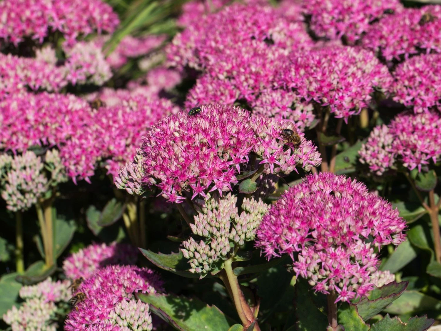 Prächtiges Fettblatt 'Carl' 11 Prächtiges Fettblatt 'Carl' – Bild 9