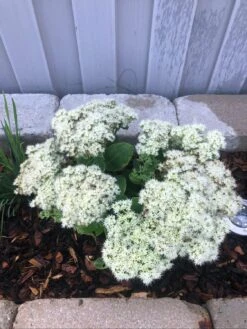 Prächtiges Fettblatt 'Stardust' ® -Günstiges Garten Zart Geschäft praechtiges fettblatt stardust m011190 1465695 0