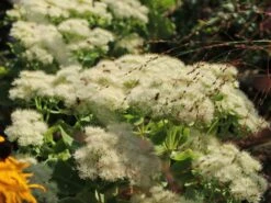 Prächtiges Fettblatt 'Stardust' ®