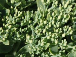 Prächtiges Fettblatt 'Stardust' ® -Günstiges Garten Zart Geschäft praechtiges fettblatt stardust m011190 w 0