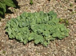 Prächtiges Fettblatt 'Stardust' ® -Günstiges Garten Zart Geschäft praechtiges fettblatt stardust m011190 w 1 1