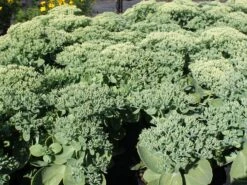 Prächtiges Fettblatt 'Stardust' ® -Günstiges Garten Zart Geschäft praechtiges fettblatt stardust m011190 w 1