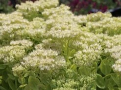 Prächtiges Fettblatt 'Stardust' ® -Günstiges Garten Zart Geschäft praechtiges fettblatt stardust m011190 w 2 1