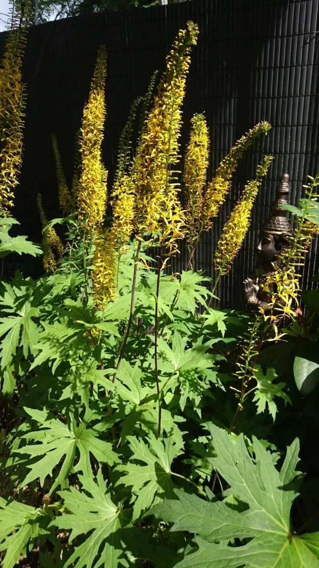 Przewalskis Kerzen-Goldkolben 8 Przewalskis Kerzen-Goldkolben – Bild 6